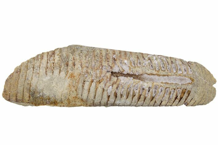 Ordovician Nautiloid Cephalopod (Cartersoceras) Fossil -Wisconsin #216429